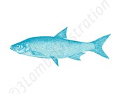 Fish Nature Print in Aqua 8 x 10 Nautical Summer Home Decor Print