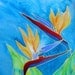 Double Bird of Paradise 8x10 print  from Kauai Hawaii blue orange red