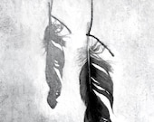 Found feather black and white still life reproduction from painting - TheHauntedHollowTree
