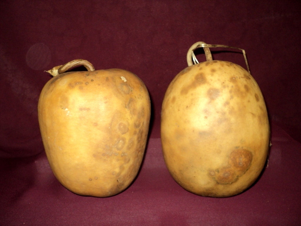 Dried, Cleaned, Craft Ready Apple Gourd, Oval Shaped Gourd (Item AA)