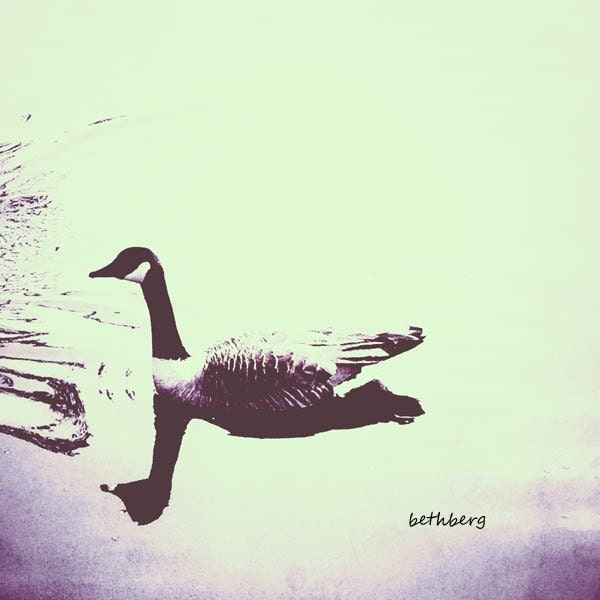 Swan photography 5x5