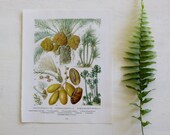 Vintage Botanical Print  - Date Palm  - 1973 - Tropical