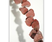 Eucalyptus, Wall Art, Abstract Photography, Organic, Botanical Art, 8x12
