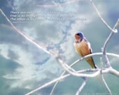 Inspirational Bird Photography -Barn Swallow -Bird Love -Inspirational Gift -Art with Heart -8x10 Colorado Fine Art Photograph