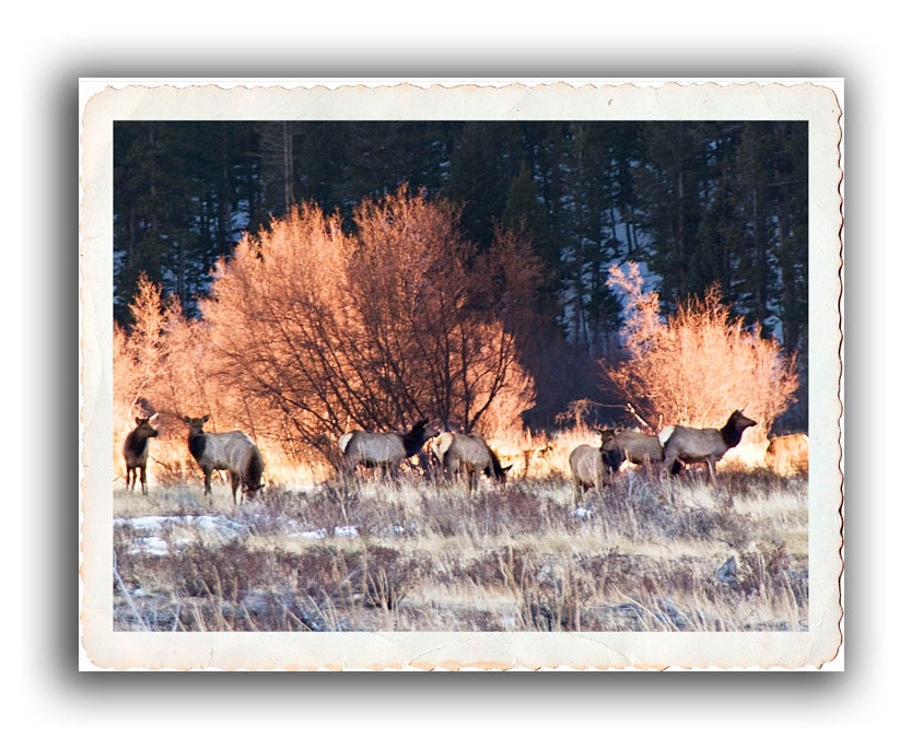 Note Card Set of 6 -Blank Note Cards -Wildlife Photography -Elk Card -Greeting Cards -Birthday -Invitation -Cards for Men