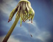 The Last Wish - modern contemporary nature dandelion fine art photograph 8x 8 spring inspirational wall art