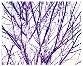 Winter Birch 8x10
