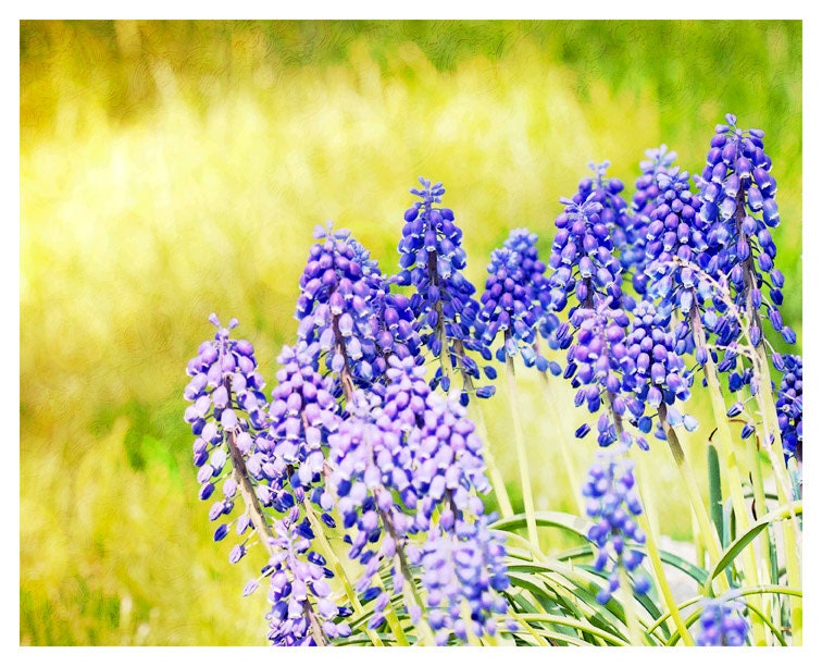 Flower Photograph, purple, yellow, green, Abundant Color, nature fine art print 8x10