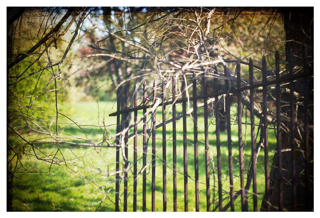 Landscape Photograph, spring, tree blossoms, iron fence, Don't Fence Me In, nature fine art print 8x12