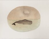 Whale 16