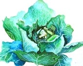 Watercolor Painting, Cabbage, Original Painting, 6"x9"