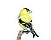 Watercolor Print Note Card, Goldfinch Bird Card