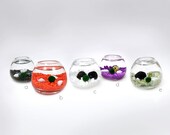 Baby Marimo in the Cradle