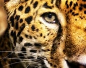 Eye of the Tiger - 5 x 7 Print - Painterly Effect