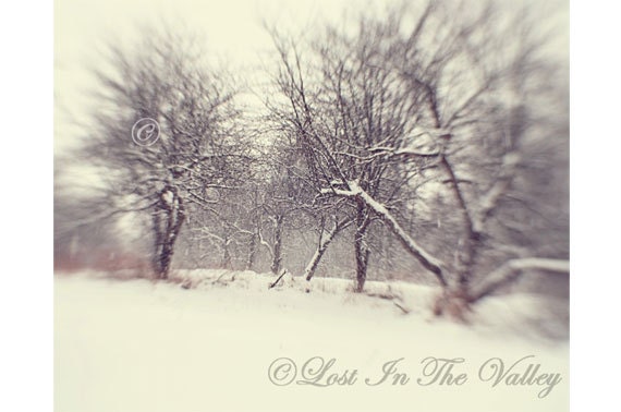Winter Landscape Photo, Snow Photograph, Apple Trees, Adirondacks, Nature Photography, 8x10 Fine Art Print, Woodland, White, Grey, Brown