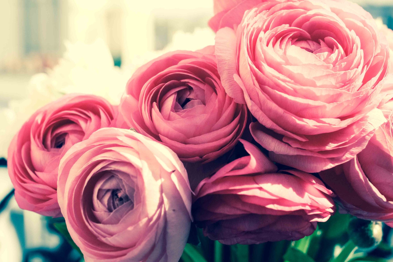 Paris Photography - Pink Ranunculus kiss by the Sun on a Paris Balcony - 8x10 fine art photograph - flower decor