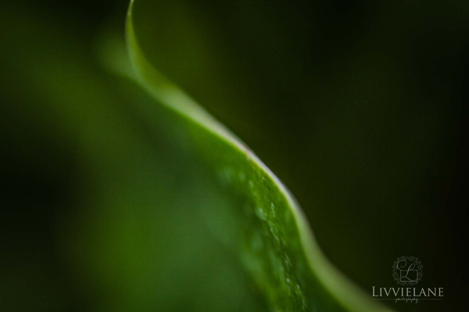 Emerald Wave - Nature Photography - 11x14 - abstract - botanical wall art home decor - dark green