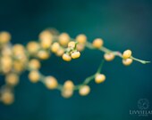 Botanical photography - 11x14 Fine Art Photo -  teal blue green mustard butter yellow contemporary modern home decor