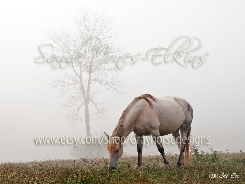 In The Dew, fine art photography print of a beautiful gray horse grazing in the morning mist