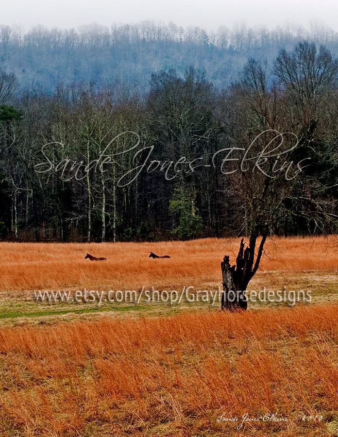 Equine Photography, Hidden in the Brambles
