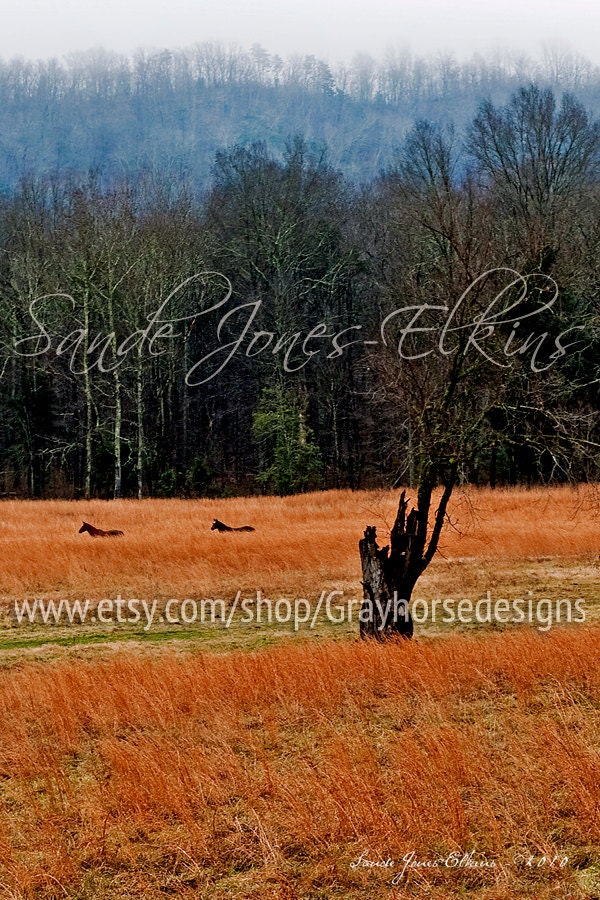 Horses Swimming in a Sea of Grass, Equine Photography