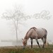 In The Dew, fine art photography print of a beautiful gray horse grazing in the morning mist