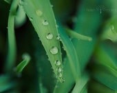 Fine Art Nature Photograph. After The Rain. Green Leaves. Raindrops. New England Spring. Home Decor. Choose Your Print Size