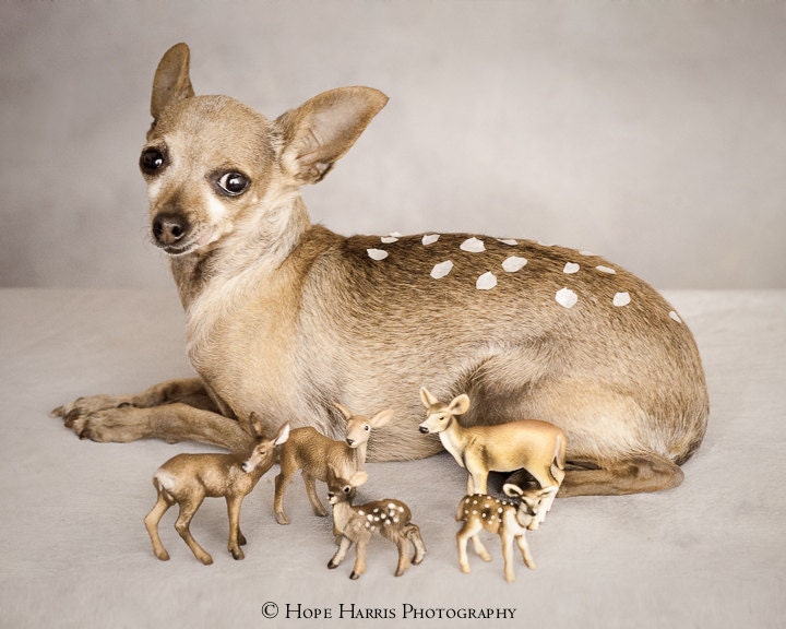 Bambi