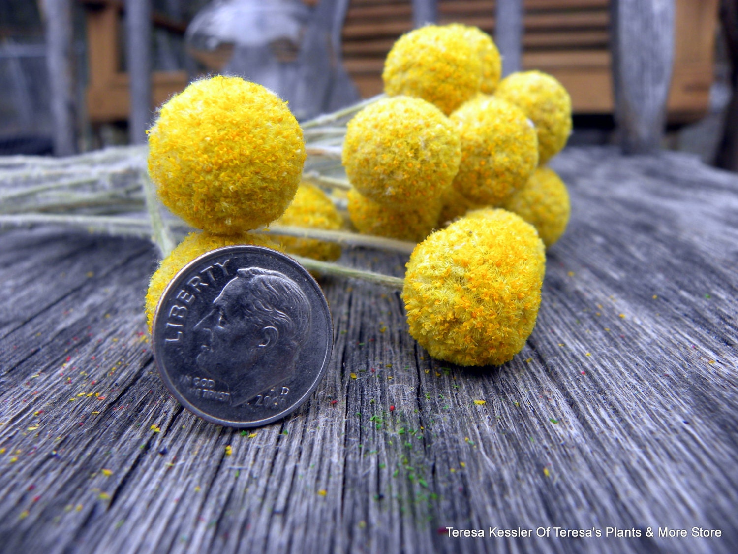 12 MINI short stem Craspedia-Billy Balls-Billy Buttons-Dried Yellow Wedding Flowers-Bundle of 12