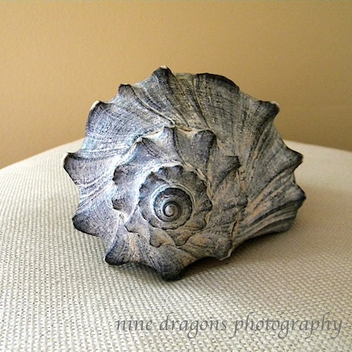 Sea Shell Art - Natural Home Decor - Seashell Photography - Still Life Photography - Beach House Art - 8"x8" or 8"x10"