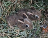OOAK Needle felted Spring 2 week old Baby Cottontail  Bunny Rabbit in bark grass den for Easter