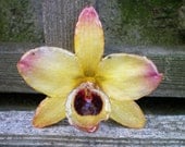 REAL Natural Soft Yellow and Magenta Highlights ORCHID Pin and Pendant
