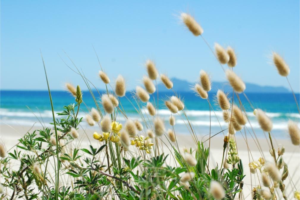 Beach sea grass bunny tails printable photo beach art seaside photography 8x10, 16x20, 11x14, 20x30