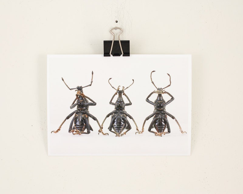 Insect Art Print See No Weevil Hear No Weevil Speak No Weevil