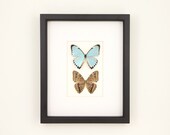 Blue Morpho Butterflies Art Front and Back of Butterfly