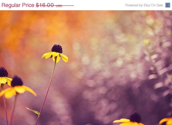 SALE Flower Decor Photograph - spring garden yellow daisy purple violet lavender lilac orange bright vivid black brown green dreamy 5x7