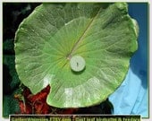 Birdie retreat in bright greens and pastel pink in sun or shade - a cement cast leaf water lily birdbath/feeder on a pole (Leaf 1208)