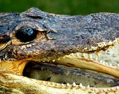 ugly...  mean...  and totally dangerous... for your artistic needs....  display...  home decor...  photography prop