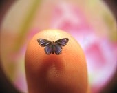 Still-Life Red-Spotted Purple Butterfly in Dollhouse Miniature Scale - 1/4" Wingspan