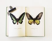 Tropical Butterflies - Vintage 1949 Butterfly Book - Illustrated - Summer - Garden - Insects - Nature - Science - Green