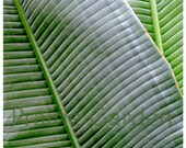 fine art print leaves