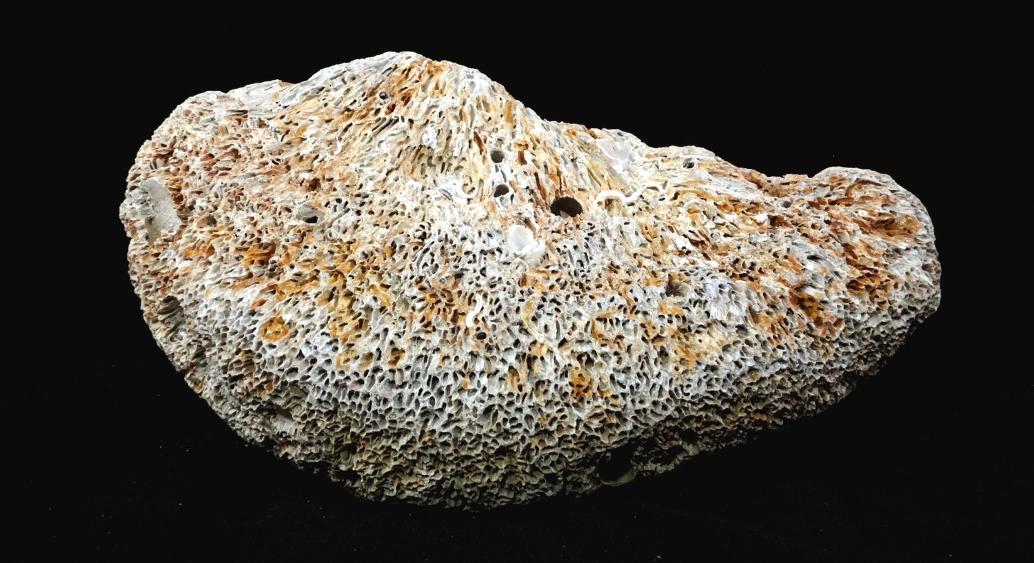 Pre-Historic Sea Sponge, Unusual Gift