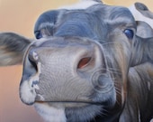 Sam Dolman Cow Animal Limited Edition Print