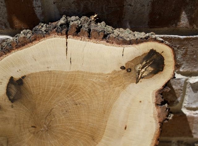 Oak Wood Stump, 13" x 1.25" Large Oak piece, cut from fallen oak, wedding decor, centerpiece or cake stand, woodland, barn or rustic theme