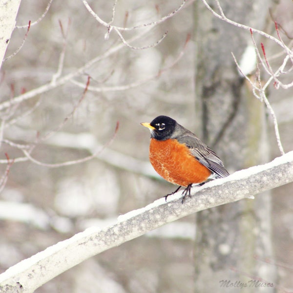 Robin Picture, Robin Photograph, Woodland Decor, Home Decor, Forest, Bird Art, White, Nature Photography