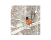 Nature Photography, Bird Art, Robin Picture, Robin Photograph, Woodland Decor, Home Decor, Forest