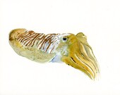 CUTTLEFISH Original watercolor painting 10X8inch