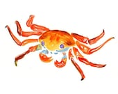 CRAB Original watercolor painting 10X8inch