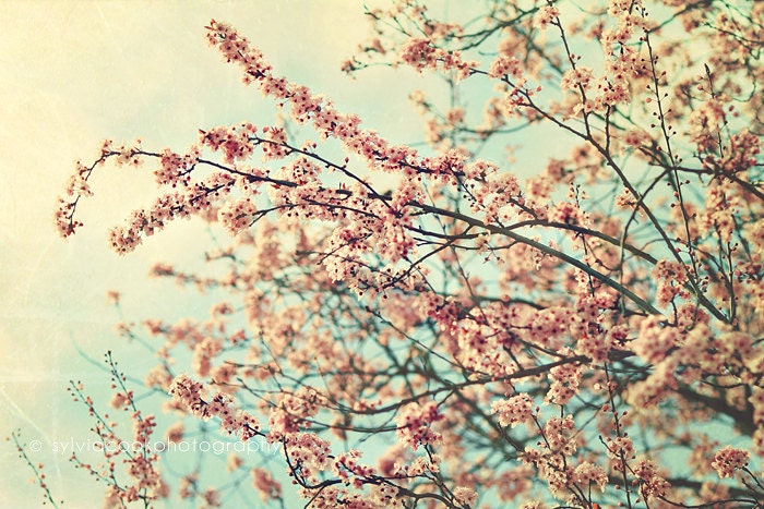 Shabby chic home decor, "Take a rest", cherry blossom photograph, pastel, pink, aqua, teal, nature