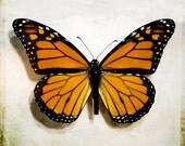 Butterfly Photograph, Monarch Butterfly Photo, Nature Photography, Still Life Macro, Orange, black, Beige, Persimmon 8x8 Butterfly Printt